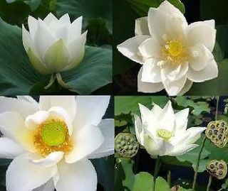 100 SEEDS WHITE NIGHT WATER LILY Pond (NOT LOTUS) FRESH VIABLE 
