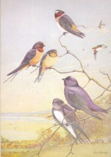 MATTED Vintage Bird Print Picture SWALLOW, MARTIN   A. Brooks