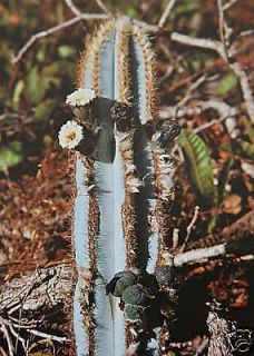   azureus, rare columnar cacti flowering cactus flower seed 100 SEEDS