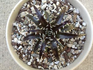 dyckia in Bromeliads