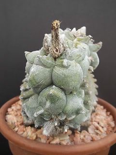   myriostigma KIKO WHITE rare cactus cacti japan hybrid seeds 15 SEEDS