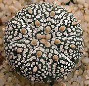 ASTROPHYTUM ASTERIAS cv. SUPER KABUTO cactus seeds
