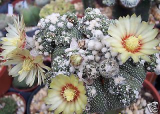   asterias KABUTO montrose rare japan cultivar cactus seed 10 SEEDS