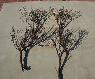   18 Manzanita Branches / for centerpieces or wishing trees for wedding