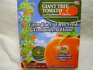 GIANT TREE TOMATO/6 PRE SEEDED POTS/GROWS 8 TALL/NEW