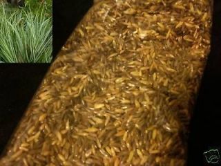 3000 Phalaris Arundinacea Seeds REED CANARY GRASS