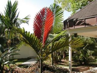 king palm tree in Yard, Garden & Outdoor Living