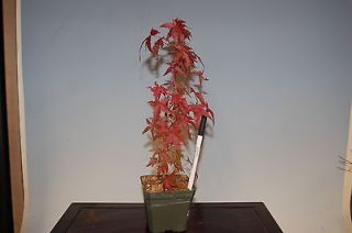 Japanese Maple Tree, Acer Palmatum. Shohin Pre Bonsai 4
