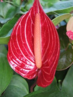   Anthurium SPECTACULAR Patent Leather Leaves Collector RARE LIVE PLANT
