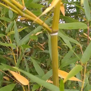   dulcis,Sweet shoot bamboo live plant sweetshoot zone 6+ delicious