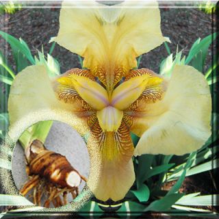 Fresh Dug Yellow Bearded Iris Large Bulbs, Roots 3   5 w/ eye