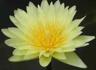100 Seeds YELLOW WATER LILY Pond plants + FreeDocument