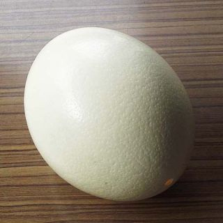 ostrich egg in Collectibles
