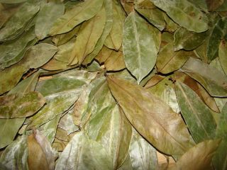 Guyabano / Soursop Leaves Sun Dried   60pcs