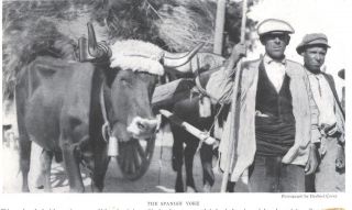 1918 ee photo/image oxen wearing spanish yoke corey