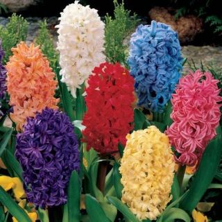   Outdoor Living  Flowers, Trees & Plants  Flower Bulbs, Roots & Corms