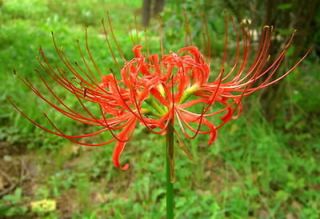 50 Red Spider Lily ( Lycoris Radiata) Surprise Lily Bulbs