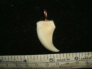 African Lion Claw