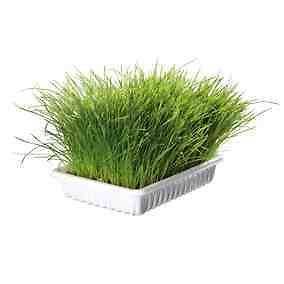 Cat Kittens Grass refill for GROW YOUR OWN Easy to do FREE POSTAGE 