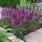   SALVIA NEW DIMENSION DEEP ROSE * PERENNIAL BLOOMS 1ST. YEAR SEEDS