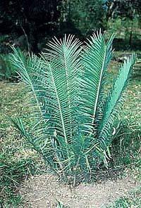   Cerinus ICE BLUE CYCAD Rare Live Palm Tree Cactus Plant Companion