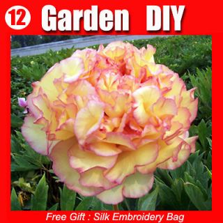   20+Flowers Seeds Chinas Peony Golden Pavilion Great Popular Plant HOT