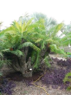 Cycas Micronesica Ultra Rare Endangered LIVE Cycad from Guam Plant