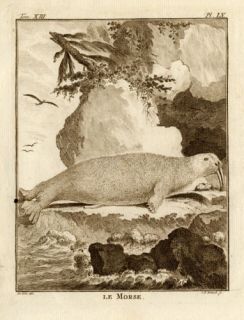 Antique Prints MORSE WALRUS TOOTH Buffon 1772
