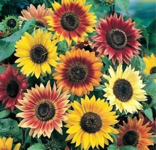 sunflower seeds in Yard, Garden & Outdoor Living