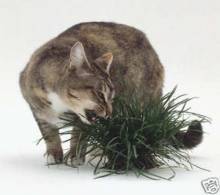 Organic Cat Grass ★ *Sweet Tasting Grass* ★ Great Feline Treat 