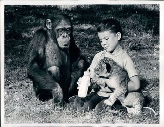 1968 TV Program with Actress Erin Moran Chimp Judy & Lion Cub Wire 