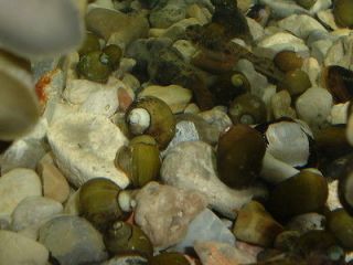 fresh water snail in Crabs, Snails & Algae Eaters