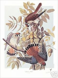 Ltd. Ed. Loates Audubon SPARROW HAWK Bird Print Signed