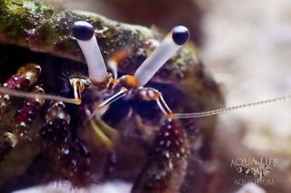 Zebra Reef Hermit Crab 25 Pack (Calcinus laevimanus) Live Saltwater 