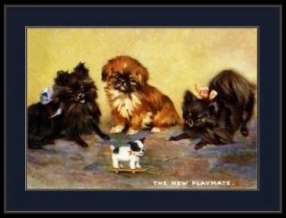 Print Pomeranian Pekingese Dog Puppies Art Picture