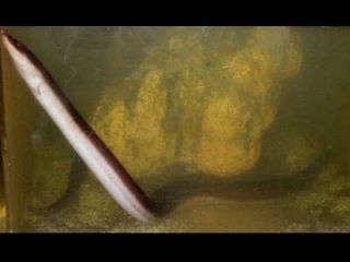 Live Amphiuma, Real Congo Eel, Aquatic Salamander, Amphibian Predator 