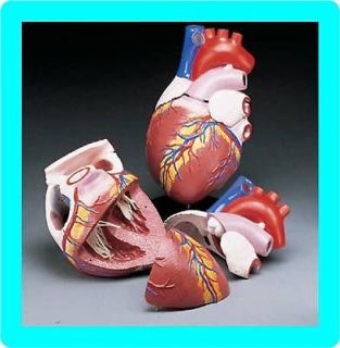 NEW* JUMBO HUMAN HEART ANATOMICAL ANATOMY MODEL CARDIAC