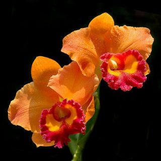 Blc. Hunabu Victory Brenda Havenor Hybrid Orchid Plant [CAT042]