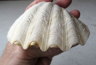 TRIDACNA GIGAS 120 mm, 4.8 Shell BEAUTIFUL GIFT GIANT CLAM SHELL