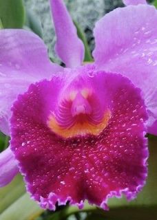 PURPLE ORCHID PICTURE WALL ART PHOTOGRAPHY 7 X 5 Note Cards Blank 