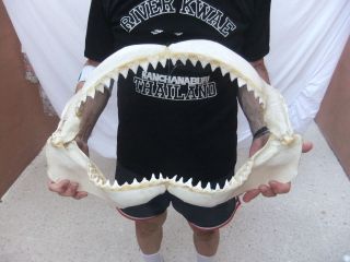 Bull Shark Jaws 21 requin tiburon squalo taxidermy R44/280