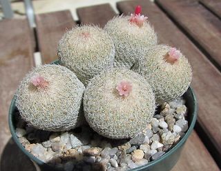 25 seeds Epithelantha micromeris button cactus