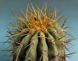 Copiapoa Gigantea rarest succulent cactus seeds