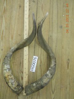 Pair of Goat Horns would be great for goat craft art HG0076