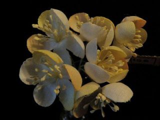 Vintage Millinery Flower 1 1/2 Cherry Blossom Lot of 6 for Hat Ivory 