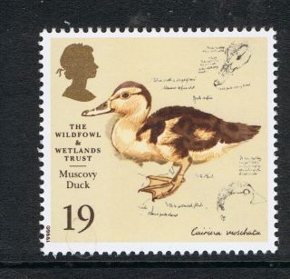   Duck   Bird Illustration By Charles Tunnicliffe on 1996 British Stamp