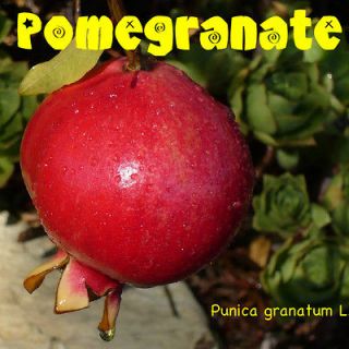 POMEGRANATE YUMMY Tropical Fruit Tree 3 LIVE SEEDLINGS Punica granatum 