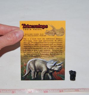 TRICERATOPS Tooth Fossil Dinosaur w/ Color Label