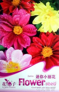 Dahlia Pinnata Seed ★ 50 Mixed Colors Flower Seed Charming Fragrance 