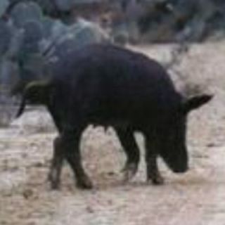   Hunt For 2 / Boar Hunting Pig / South Texas w 2 Nights Lodging Deer